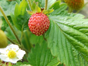 Erdbeere rot-rosa Erdbeere rot-rosa