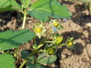 Erste Fruchtkörber von Erdbeeren Erste Fruchtkörber von Erdbeeren