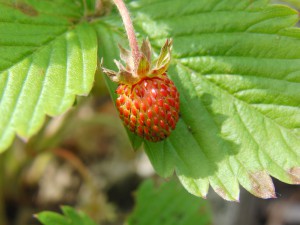  Kleine Erdbeere