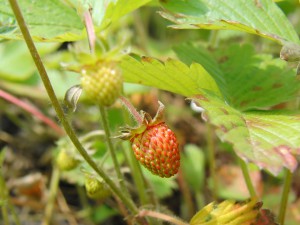 Kleine Erdbeere am reifen Kleine Erdbeere am reifen