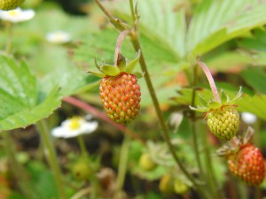 Kleine Erdbeeren noch unreif Kleine Erdbeeren noch unreif