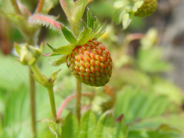  Beeren, Obst & Gemüse 