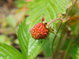 Kleine rote Erdbeere Kleine rote Erdbeere