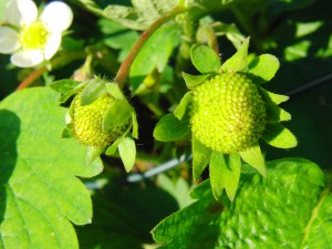Zwei grüne Erdbeeren Zwei grüne Erdbeeren