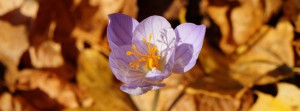 Herbstzeitlose im Laub FB Banner