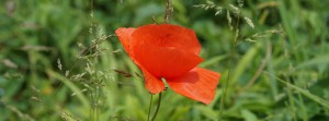 Klatschmohn FB Banner