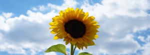 Nikipics Sonnenblume FB Banner