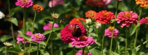 Power für Schmetterling und Hummel FB Banner