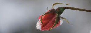 Rose im Dezember FB Banner