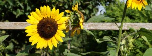 Sonnenblume im Garten FB Banner