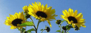 Sonnenblumen vor blauen Himmel FB Banner