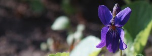 Veilchen FB Banner