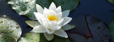  Facebook Titelbilder Blumen 851x315