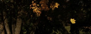 Fallendes Herbstblatt FB Banner