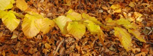 Goldgelbes Herbstlaub FB Banner