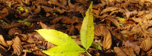 Herbst FB banner 1