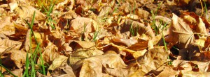 Herbst FB Banner 2
