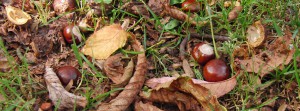 Herbstboden mit Kastanien FB Banner