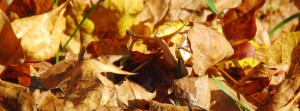 Herbstlaub FB Banner 1