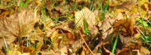 Herbstlaub FB Banner 2