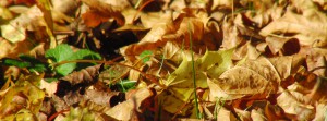 Herbstlaub FB Banner 3
