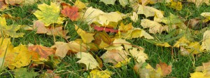 Herbstlaub im Gras FB Banner