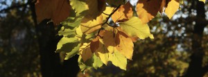 Laub im Herbstlicht FB Banner