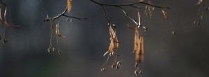 Lindenzweig im Novermber FB Banner