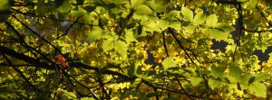 Oktoberlaub- FB Banner