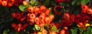 Rote Herbstbeeren FB Banner