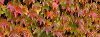 Facebook Titelbilder Herbst 851x315