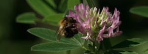 Hummel am Klee FB Banner Hummel am Klee FB Banner