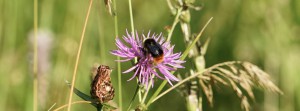 Hummel auf Sommerblüte FB Banner Hummel auf Sommerblüte FB Banner