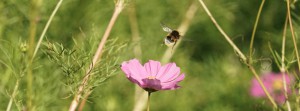 Hummel im Abflug FB Banner Hummel im Abflug FB Banner