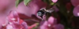 Hummel im Flug FB Banner Hummel im Flug FB Banner
