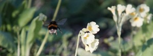 Hummel im Frühling unterwegs FB Banner Hummel im Frühling unterwegs FB Banner
