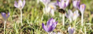 Hummel über Krokusse FB Banner Hummel über Krokusse FB Banner