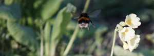 Hummel im Frühling unterwegs FB Banner Hummel im Frühling unterwegs FB Banner