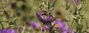 Hummelfulg zur Herbstaster FB Banner Hummelfulg zur Herbstaster FB Banner