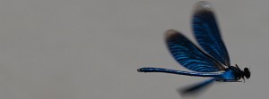 Im Flug FB Banner Im Flug FB Banner