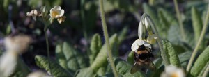 Nektarschlürfer-Hummel FB Banner Nektarschlürfer-Hummel FB Banner