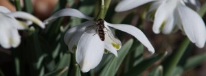 Schneeglöckchen mit Schwebefliege FB Banner Schneeglöckchen mit Schwebefliege FB Banner