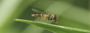 Schwebfliege im grünen FB Banner Schwebfliege im grünen FB Banner