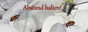 Abstand halten Feuerwanze FB Banner Abstand halten Feuerwanze FB Banner