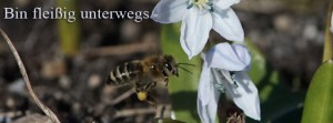 Biene fleißig unterwegs FB Banner Biene fleißig unterwegs FB Banner