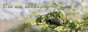 Bin am abhängen Meise FB Banner Bin am abhängen Meise FB Banner
