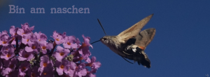 Bin am naschen FB Banner Bin am naschen FB Banner