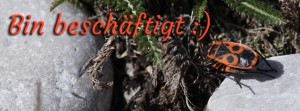 Bin beschäftigt Feuerwanze FB Banner Bin beschäftigt Feuerwanze FB Banner