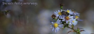 Bin noch fleißig unterwegs Biene FB Banner Bin noch fleißig unterwegs Biene FB Banner