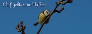 Blaumeise Fritzi Balzzeit FB Banner Blaumeise Fritzi Balzzeit FB Banner